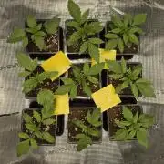 Fx3, Pink Milk & Limonario