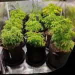 1st grow - Humboldt