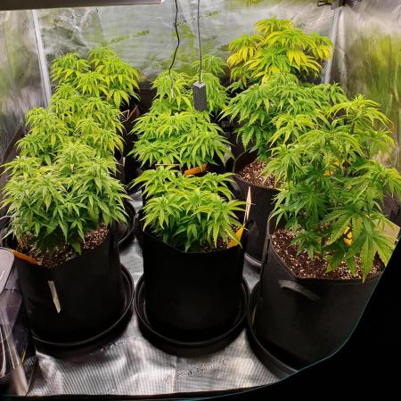 1st grow - Humboldt