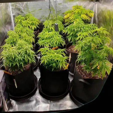 1st grow - Humboldt