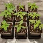 1st grow - Humboldt