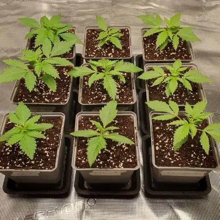 1st grow - Humboldt