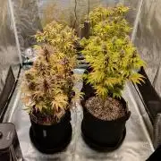 1st grow - Humboldt Seed Company