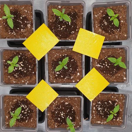 Fx3, Pink Milk & Limonario