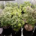 1st grow - Humboldt Seed Company