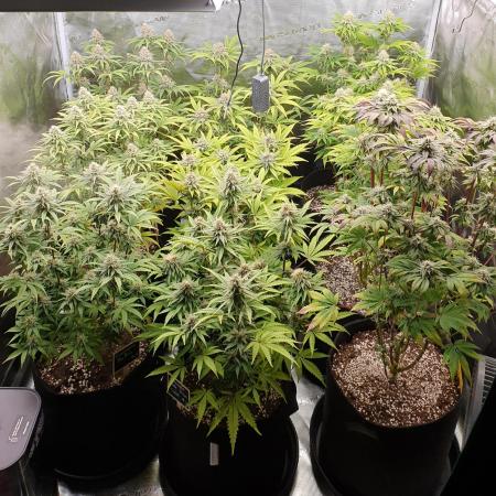 1st grow - Humboldt Seed Company