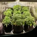1st grow - Humboldt