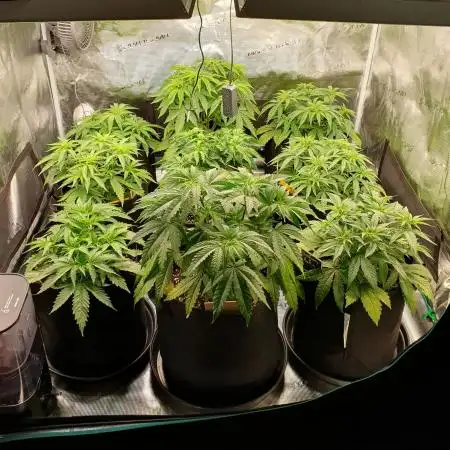 1st grow - Humboldt