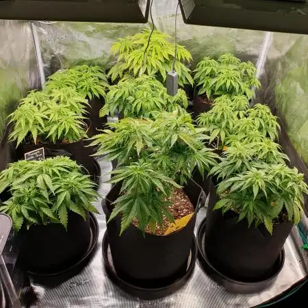 1st grow - Humboldt