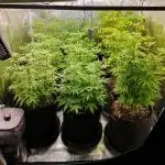 1st grow - Humboldt