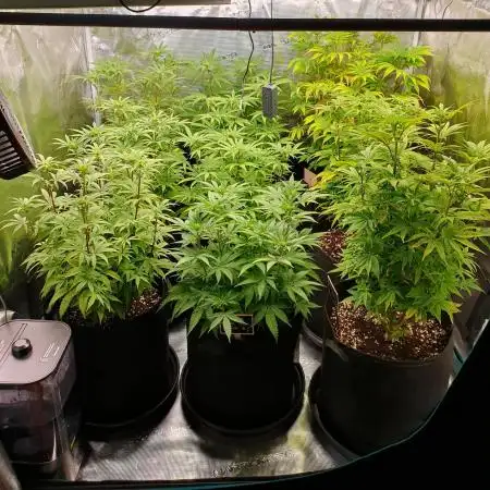 1st grow - Humboldt