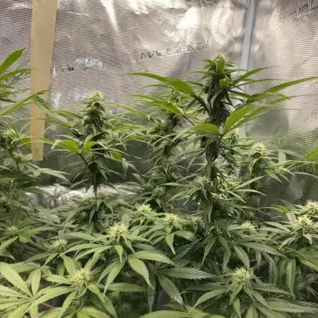 First grow!! 00 seeds Northern light
