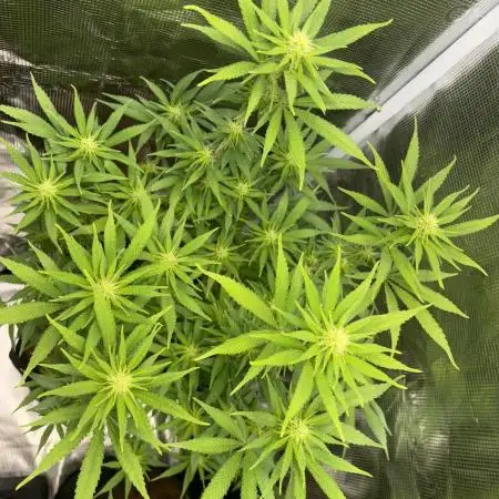 First grow!! 00 seeds Northern light