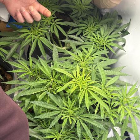 Biscotti skittlz & grape punch 💨