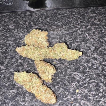 First grow!! 00 seeds Northern light