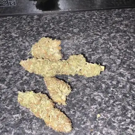 First grow!! 00 seeds Northern light