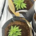 Biscotti skittlz & grape punch 💨