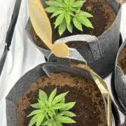 Biscotti skittlz & grape punch 💨