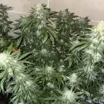 First grow!! 00 seeds Northern light