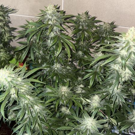 First grow!! 00 seeds Northern light
