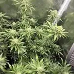 First grow!! 00 seeds Northern light