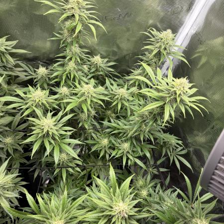 First grow!! 00 seeds Northern light