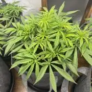 Biscotti skittlz & grape punch 💨