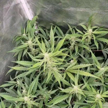 Mimosa / Auto 🍁
