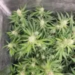 Green Gelato / Auto 🍁