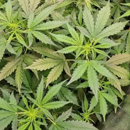 Cookies Gelato / Auto 🍁