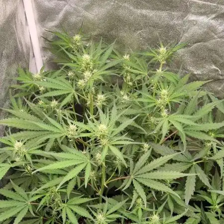 Green Gelato / Auto 🍁