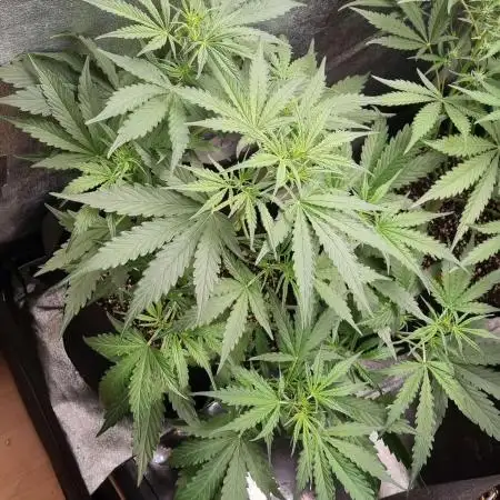 Super Boof / Auto 🍁