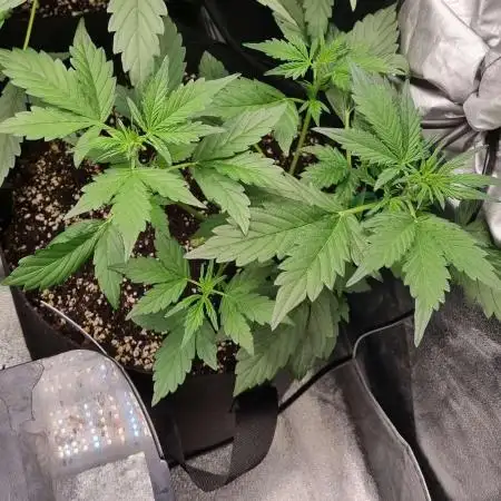 Cookies Gelato / Auto 🍁