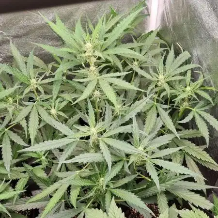 Mimosa / Auto 🍁