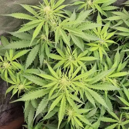 Super Boof / Auto 🍁