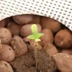 Grow #1 - Garlic Budder - HSC