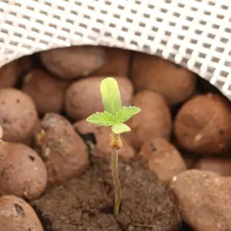 Grow #1 - Garlic Budder - HSC