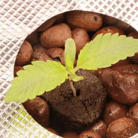 Grow #1 - Garlic Budder - HSC
