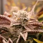 Grow #1 - Garlic Budder - HSC