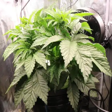 Grow #1 - Garlic Budder - HSC