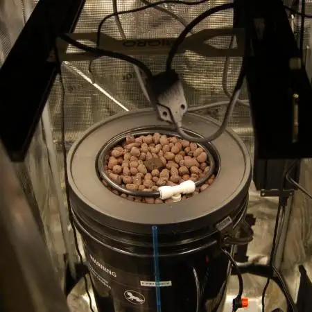 Grow #1 - Garlic Budder - HSC