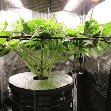 Grow #1 - Garlic Budder - HSC