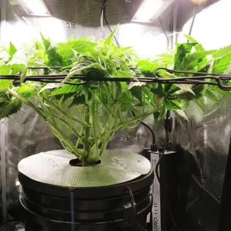 Grow #1 - Garlic Budder - HSC