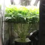 Grow #1 - Garlic Budder - HSC