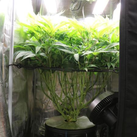 Grow #1 - Garlic Budder - HSC