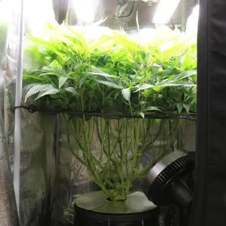 Grow #1 - Garlic Budder - HSC