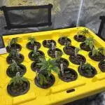 1st RDWC Grow