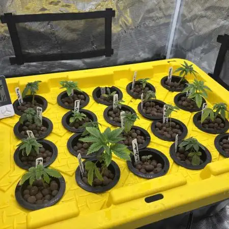 1st RDWC Grow