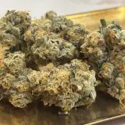 🌱 Crop_Top - 1st Grow EVER 🌱