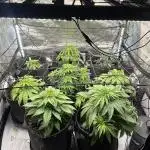 Crop_Top - 1st Grow 🌱